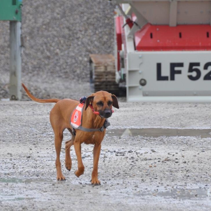 Die Hunde der Rettungshundestaffel der BRK KV Nordschwaben bieten für Notleidende Hilfe auf vier Pfoten. digitalXL honoriert diesen Einsatz mit einer Geldspende an Weihnachten.