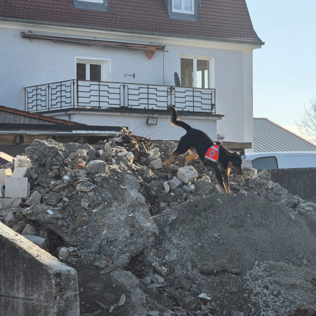 Die Hunde der Rettungshundestaffel der BRK KV Nordschwaben bieten für Notleidende Hilfe auf vier Pfoten. digitalXL honoriert diesen Einsatz mit einer Geldspende an Weihnachten.