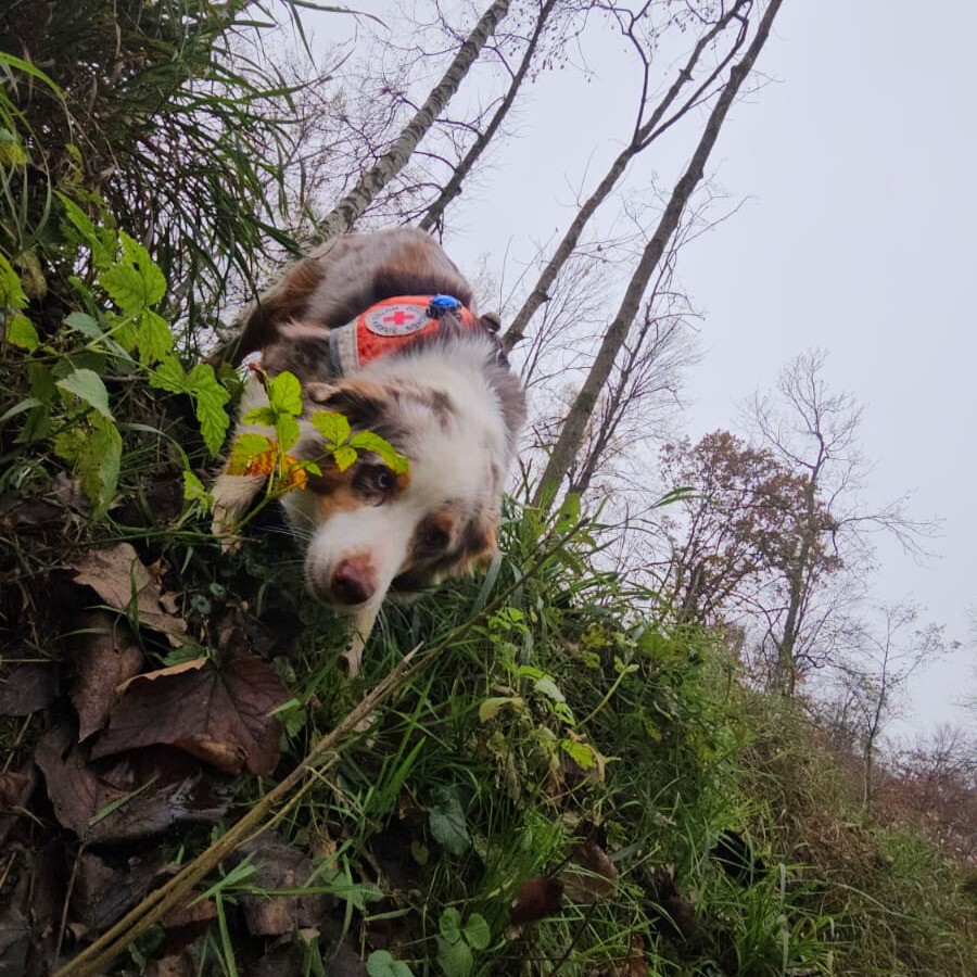 Die Hunde der Rettungshundestaffel der BRK KV Nordschwaben bieten für Notleidende Hilfe auf vier Pfoten. digitalXL honoriert diesen Einsatz mit einer Geldspende an Weihnachten.